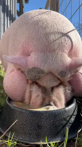 babi makan sop#videoxfoto 