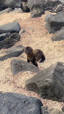 Por todo lo que lo ha pedido la gente❤️ Leon Marino bebé parte 2.  #sea #animal #animals #water #wild #wildlife #wildnature #wildnaturevide #sealions #sealions #waves #parati #exuador🇪🇨 #galapagos #galapagosislands 