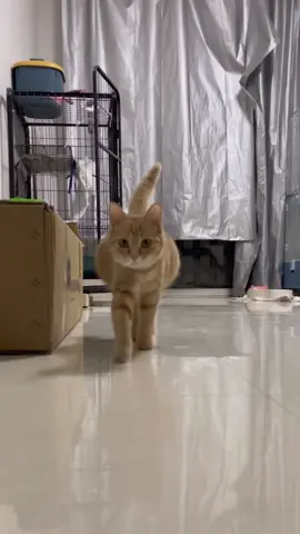 😺