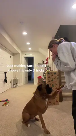 Still got em’ 👏🏼👏🏼👏🏼 #brunotheboxer #dog #trickshot #christmas 