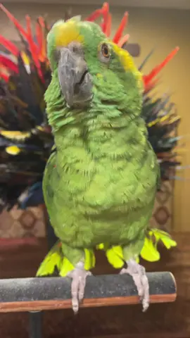 #parrottalking #yellownapedamazon #africangrey #funnyanimals 