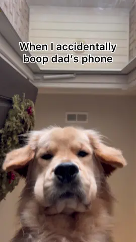 Just trying to help dad out 👋🏼 #goldenretriever #iamlost Ib: @Rayathegoldo 