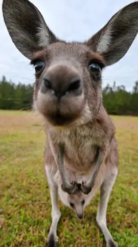 Friendly kangaroo with baby #wildlife #australia #meanwhileinaustralia #cuteanimals #downunder #kangaroo #curious #joey #babykangaroo #pouch #marsupial #aussiethings #foryou #nature #animals #australiananimals 