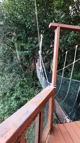 I said it before, and I'll say it again. This is definitely NOT for the faint of heart!! 😂 However, the canopy layer is a natural hideout for a lot of animals and the walkway is the best way to observe these animals. They also appear to be less fearful of humans compared to when observed on the ground. 📷 IG@iampaddler 📍 Canopy Walkway, Poring Hot Spring #canopywalkway #canopywalkwayporing #poringhotspring #poringhotspringranau #poringhotspringsabah #ranau #ranausabah #sabah #sabahtourism #sabahbooking #sabahborneo #malaysia #fyp #fypシ #sabahantiktokers #malaysiatiktok 