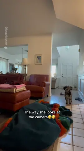Looked at me like it was my fault #fyp #dog #dogsoftiktok #funnydog 