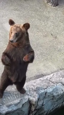 I don’t know the bear can move like that turn around and bounce like that.#bear #beardance #bearoundme #fyp #funiably #beardeddragon #funnybear #chillikethat #funnyanimals #animal #animals 