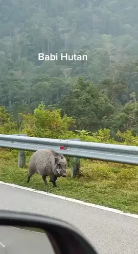 babi hutan#babihutan 