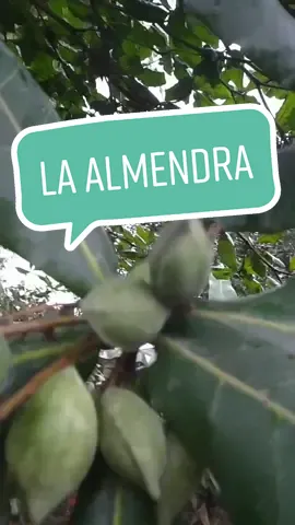 Conoce el árbol de almendra #almendra #almendras #naturaleza #campoyleña #campo #vidadecampo #arbolfrutal