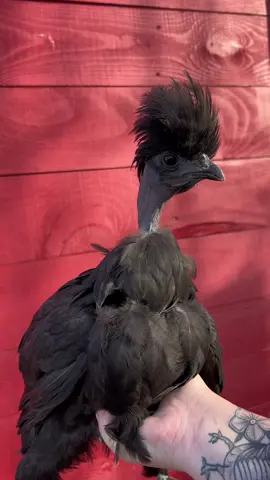 Everyone loved squirt so much… meet the parents 🫶🏻 #thelittleredcoops #chickens #chicken #farmfresh #farmtotable #homestead #fresheggs #homesteading #addiction #outside #canada #canadian #chickenmath #itallstartedwhen #newbrunswick #barnyardchickens #backyardchickens #polish #nakednecksilkie 