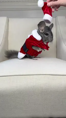 santa paws 😉🎅🏻   #santa #PetsOfTikTok #cute 
