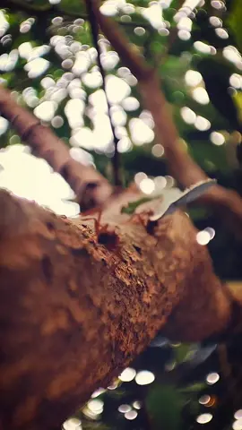 Formigas trabalhando 😃 #tree #Love #peace #calm #nature #beauty #incect 