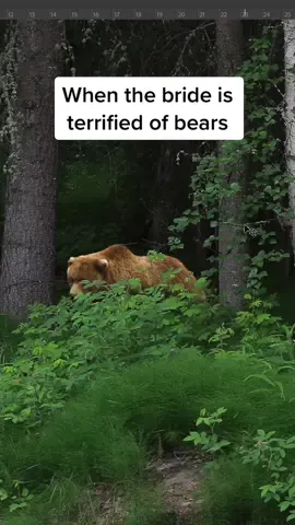 I have so much power at my fingertips #photoshopedit #speededit #trouble #troubletroubletrouble #taylorswift #photoshop #brownbear #tetonnationalpark #tnp #tetonnp #grandtetons #grandtetonsjacksonholewyoming #bear #bears #photoshopediting #elopementphotographer #idahoweddingphotographer 