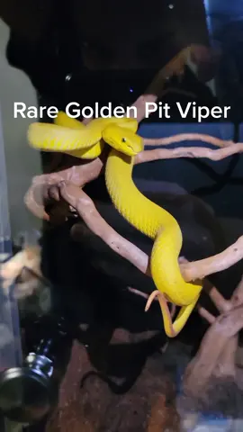 The most beautiful golden pit viper. #goldsnake #yellowsnake #bluesnake #pitviper #venomoussnakes #thisorthat #reptiles #komodo #blueinsularis #rareanimals #golden 