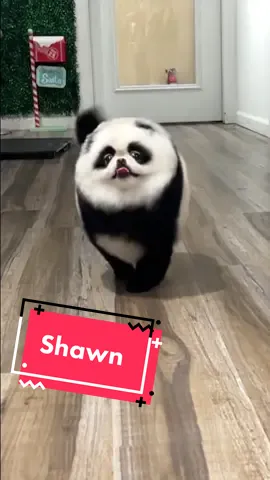 Shawn is been a baby panda for close to 2 years now and I couldn’t see him any different 🐼❤️#panda #pomaranian #doggrooming #doggroomersofinstagram