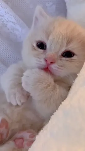 🥺