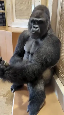 Silverback Punches Glass #silverback #gorillas #funnyanimals -