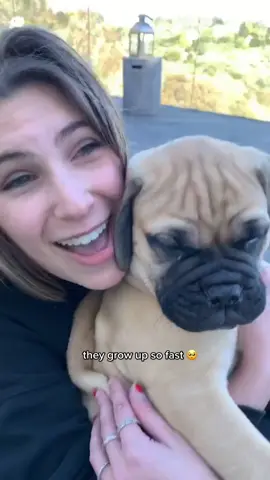 😭 #bullmastiff  #bullmastiffpuppy 