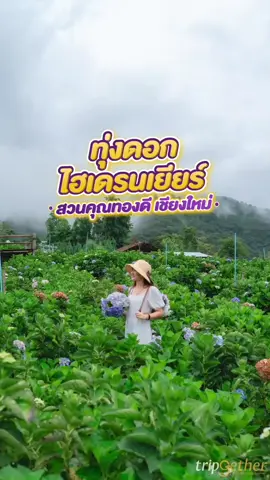 ไปถ่ายรูปคู่กับน้องๆไฮเดรนเยียร์ชิลล์ๆที่ทุ่งไฮเดรนเยียร์สวนคุณทองดี จ.เชียงใหม่กันนน📸❄️💗#ดอยอินทนนท์ #เชียงใหม่ #ที่เที่ยวเชียงใหม่ #สวนดอกไม้ #ทริปเก็ทเตอร์ #tiktokพาเที่ยว 