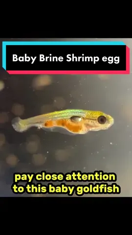 It would be like swallowing a pill encapsulated in actual plastic. You don’t be absorbing any of the contents of that pill and will poop it out just as you swallowed it. #fish #goldfish #aquarium #ranchu #babygoldfish 