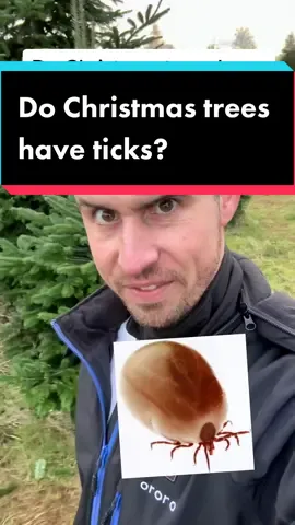 Do Christmas trees have ticks? No they dont.  Ticks don’t live in trees, and they don’t lay eggs in trees. They dehydrate too easily, so they stay closer to the moist ground. They can lay dormant in piles of leaves and survive the winter. You might some other bugs though… #christmastree #christmastok #gardeningtiktok #learntok #gardentok 