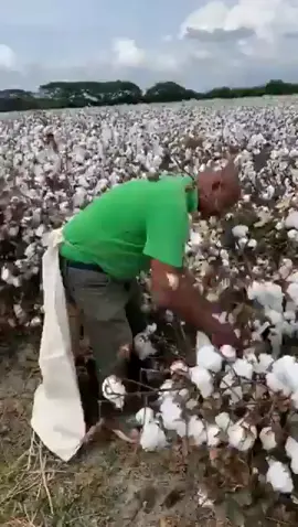 así se ganaba mucha gente la vida trabajando cortando algodón ahora ya casi no se ve eso todos esperando remesas#trabajandoduro 