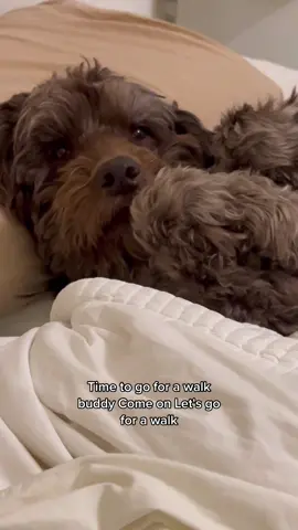 I think we may have neutered him a little too early #dogsoftiktok #dogs #leisure #funny #walk #goodboy #baddog #doodles 