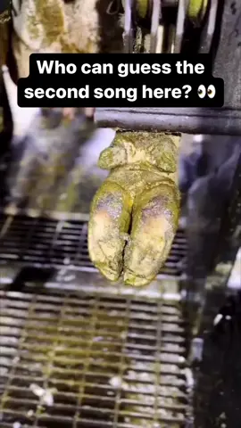 Do you guys find classical music over hooves like this as relaxing as I do? 👀 #classical #piano #satisfying #reels #ig 