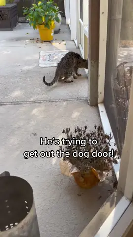 Feeling so good hes trying to escape. 😂 Venmo in my bio to support dago ❤️ #cats #cat #catsoftiktok 