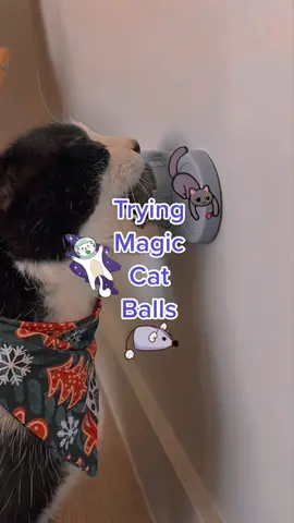 Thank you, @Abram Engle my cat is now addicted 👀 #magiccatballs #cat #catsoftiktok #crazycat #catnip #silvervine #gallfruit #catmom #catfinds 