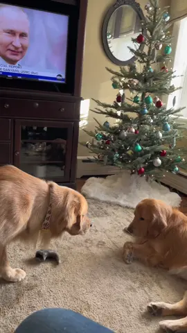Stalkers gonna stalk 👀 #stalking #stalker #stalkerdog #iseeyou #goldenretrieversontiktok #retrievers #pettoks #funnydogstuff #funnypups #dogvideoviral #goldenretrievertok 