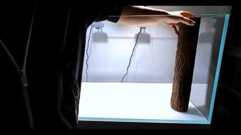 𝔸𝕢𝕦𝕒𝕤𝕔𝕒𝕡𝕖 𝕀𝕕𝕖𝕒 🌍💡 |#aquatic #aquascape #aquascaping #aquaticplants #aquarium #terrarium #pet #fish #aquaticmalaysia #freshwateraquarium #aquascapemalaysia #mossarium #paludarium #paludariummalaysia #fyp #水族馆 #宠物 #水草 #水草缸 #水族造景 