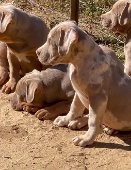 Puppies working on their tan they love to sit in the sun and we love to watch them such a beautiful thing don’t you agree? Pups available for the holidays or everyday inbox for more info! 