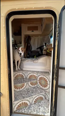 Welcome to our little shire 🤎 🎥 by the legends themselves, @basicallynomads  #skoolielife #schoolbusconversion #homeiswhereyouparkit #homesweethome #lifeontheroad #travel #usa 