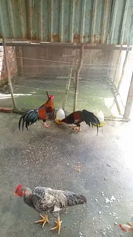 Thú vui của a là đi đá gà cựa 😁😁