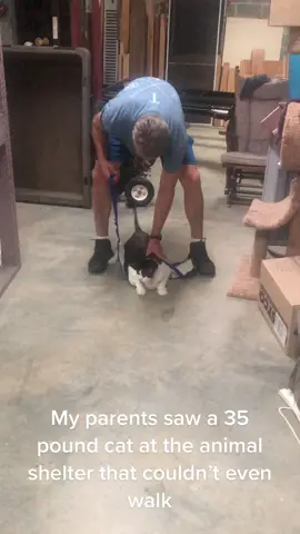 #cat #catoftiktok #goodhuman #weightloss 