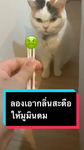 ถึงกับเดินหนีเลยหรอ! 555555 #cat #catsoftiktok #แมว #แมวน่ารัก #แมวอ้วน #แมวดื้อ #มูมินแมวเหนียง 
