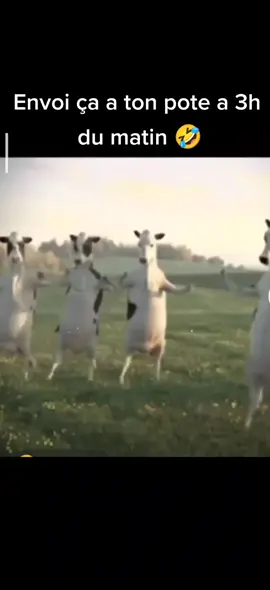 #CapCut #cow #vache  #drole#humor #viral #foryou #fyp #fypシ 