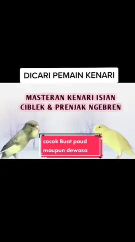#CapCut  masteran kenari isian ciblek dan prenjak gebren.. #kenari #masteran #ciblek #prenjak #kicauawol #kicaumania 