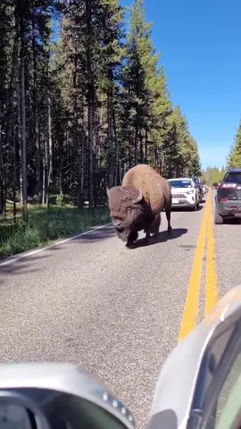 Wow!😳 Did you know? Bison are the largest mammal in North America. Also known as American buffalos, they almost went extinct when European settlers slaughtered the great herds. In recent years, thanks to efforts led by Native Americans, bison populations in the U.S. have started to bounce back. 📍USA 🇺🇸  Ig: @mwsouthwesternodyssey 