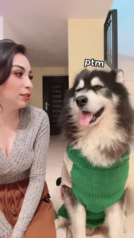 Marshall les muestra otro truco.. #alaskanmalamute 