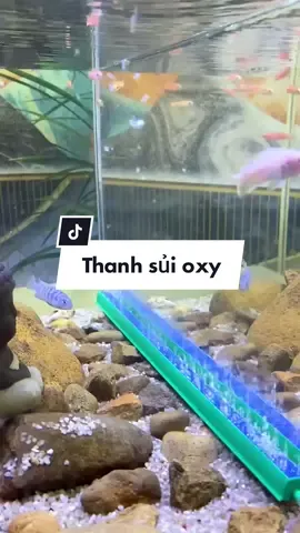 Thanh sủi oxy trang trí bể cá #fy #aquascaping #suioxy 