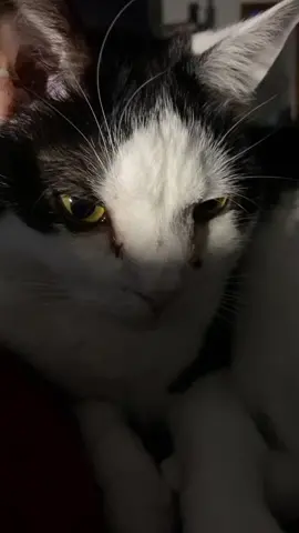 Very distinguished Nico #catsoftiktok #addamsfamily #wednesday #morticiaaddams #cat #spooky #spookylighting 