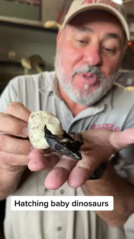 Hatching out these beautiful black dragons #hatching  #blackdragon #reptile #story  