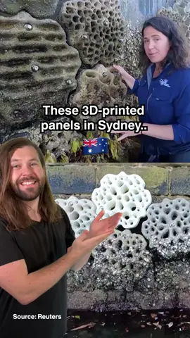 This is how 3D-printed panels are helping to save Australia's marine life! #fyp #foryou #goodnews #conservation #ocean #marinelife 