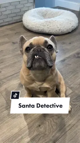 The friendliest robber in town #santa #teef #burglers #homeprotection #frenchiesoftiktok #dogparent #teef #merrychristmas #happyholidays #dogsoftiktok #jasonbankscomedy cred @jasonbankscomedy @somefrenchienamedapollo @somefrenchienamedapollo 