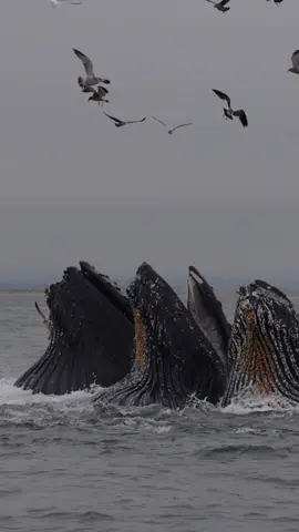 Is that 3 or 4 lunge-feeding whales? I think lunge feeding is one of the coolest behaviors to watch in wildlife! 🎉 Book your trip for next Spring using the link in bio!   🎥: @marybarbony  #whalewatching #whale #tail #predator #orca #breach #jump #fly #news #media #lunges #wildlife  #montereycalifornia #coast #cali #sunset #boat #dolphins #tiktok #tiktokviral  #friends #friendly #viral #holidays 