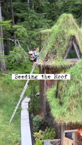 Seeding the roofs and pretending to be one of the Ghostbusters #DIY #lawncare #grass #roof #design 