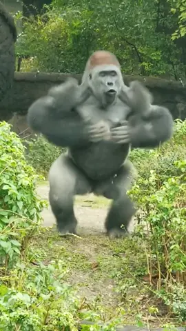Silverback Drumming #silverback #gorilla #animals #amazinganimals