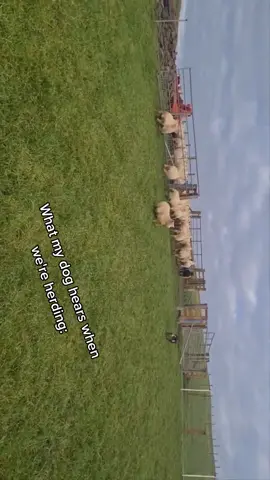 #sheep #sheepdog #farmlife #worldcup2022 
