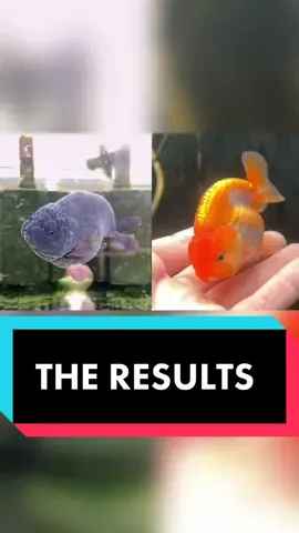 The full pea eating competition is now uploaded to my YouTube channel! Linked in my bio! #pea #peaeatingcontest #goldfish #aquarium 